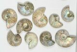 Lot: KG Silver Iridescent Ammonites (-) - Pieces #79442-1